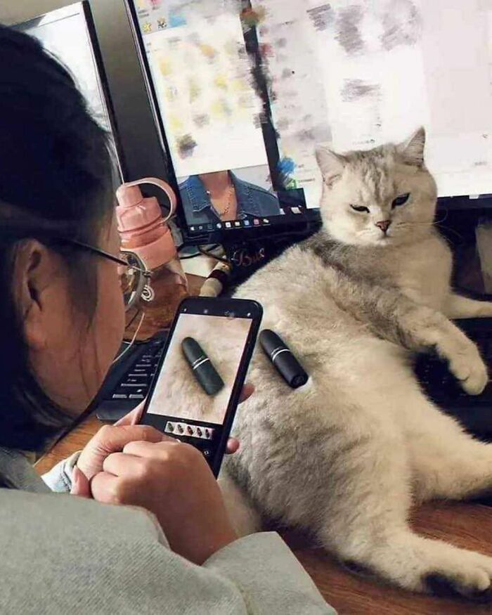 A fluffy white cat sits next to a woman at a computer, looking at makeup, a funny cat at work.