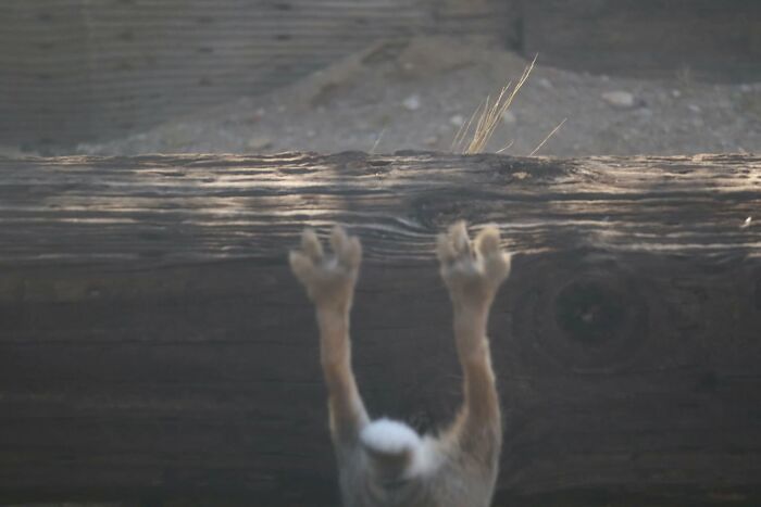 Wildlife photo of animal paws hanging over wooden log