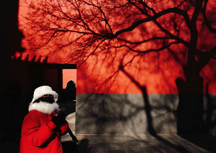 Everyday architecture transforms into a bold minimalist scene, with stark shadows of a tree on a vibrant red wall.