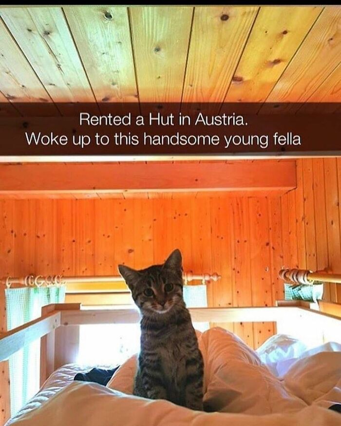 A funny cat meme of a tabby cat sitting on a bed in a wooden hut, looking directly at the camera.