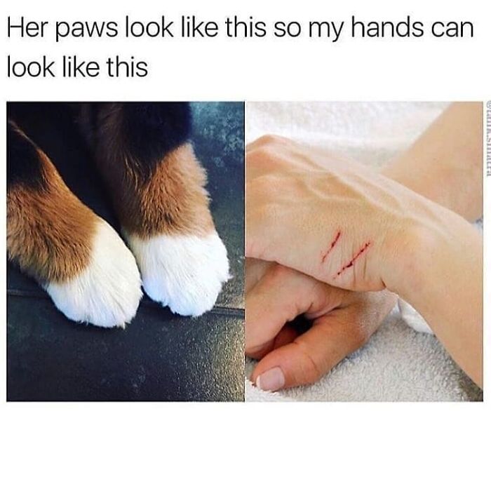 A funny cat meme comparing a cat's fluffy paws to human hands with cat scratches, highlighting cat antics.