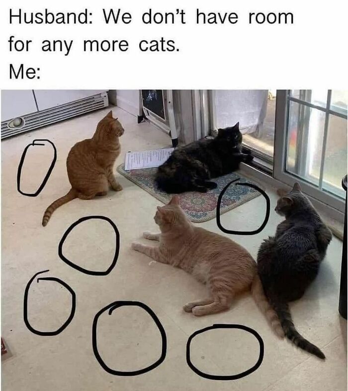 A funny cat meme depicting multiple cats on the floor with circles drawn around empty spaces, captioned 'Husband: We don't have room for any more cats. Me:'.