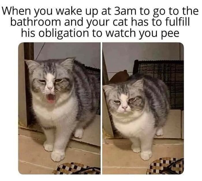 A funny cat meme showing a grumpy cat watching its owner in the bathroom at 3 AM.