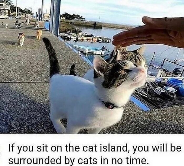 A person petting a cat on a wall near a body of water with other cats in the background. Funniest cat memes.