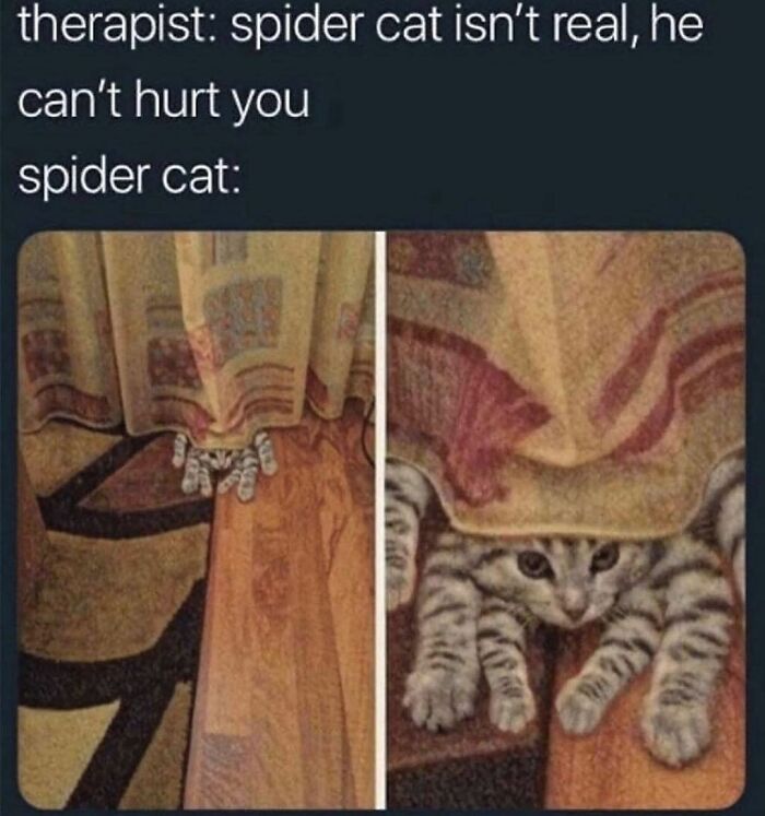 A cat peeking from behind curtains, resembling a spider. Funniest cat memes.