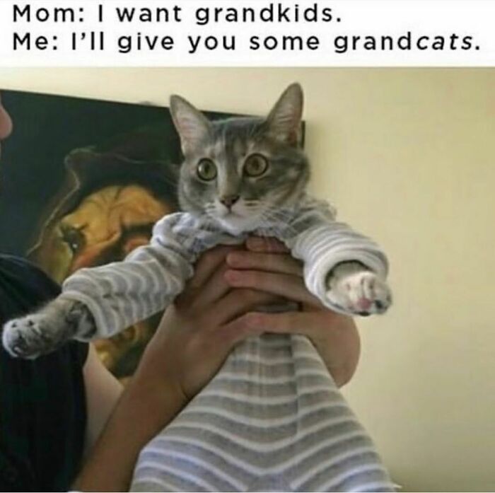 A person holding a cat dressed in striped pajamas. Funniest cat memes.