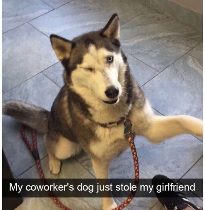 A husky dog winking, with a leash, a funny dog meme capturing the playful chaos.