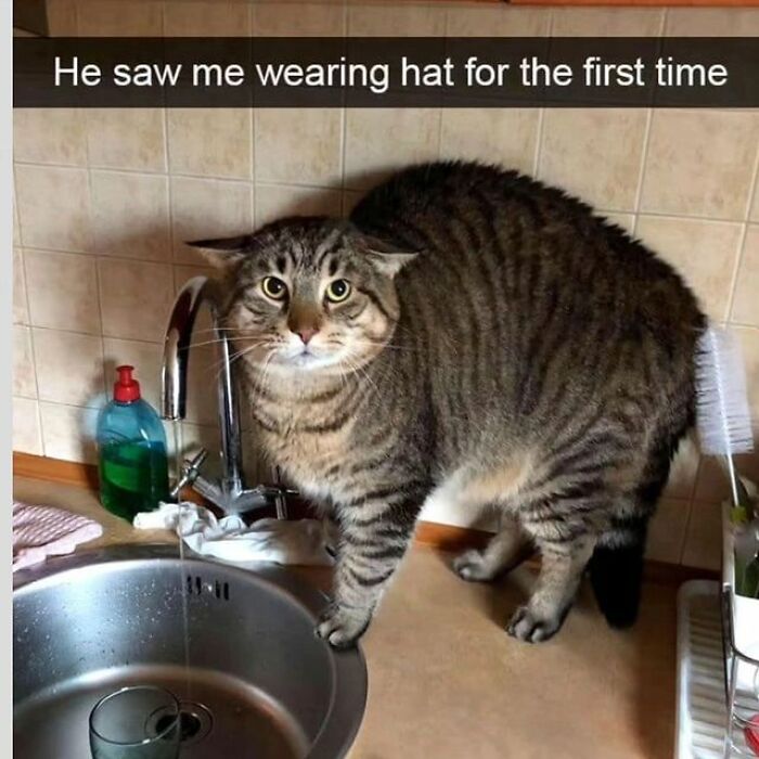 A fluffy tabby cat standing on a kitchen counter, looking surprised or scared. Funniest cat memes.