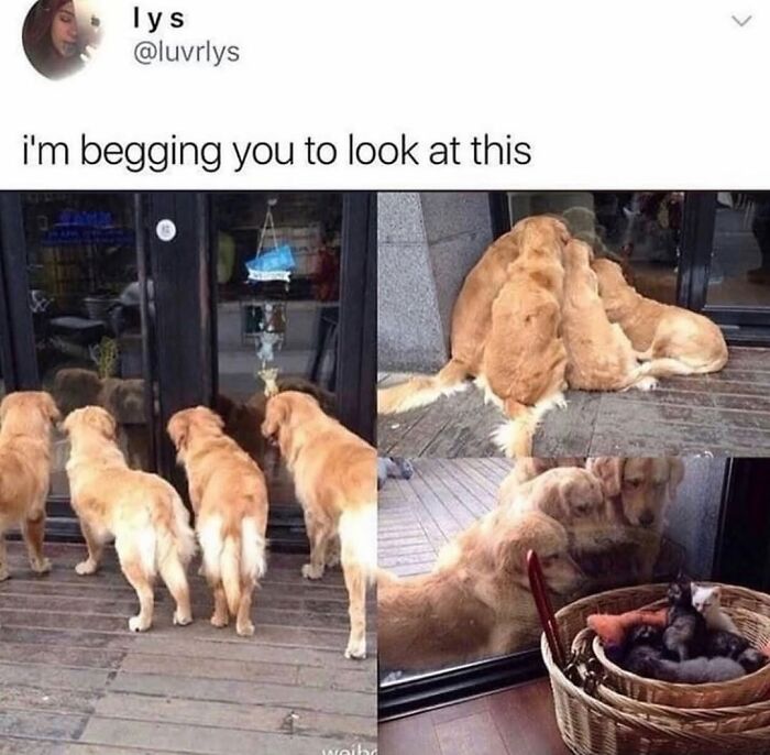 Dogs looking at newborn puppies through a window, a dog meme capturing the cuteness of having a dog.