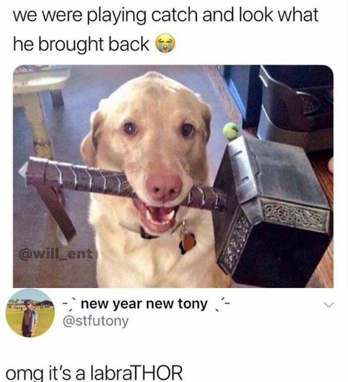A dog holding Thor's hammer in its mouth, a cute dog meme showcasing the chaos of having a dog.