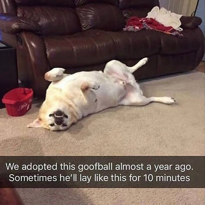 A dog lying on its back with paws in the air, a funny dog meme capturing the chaos of having a dog.