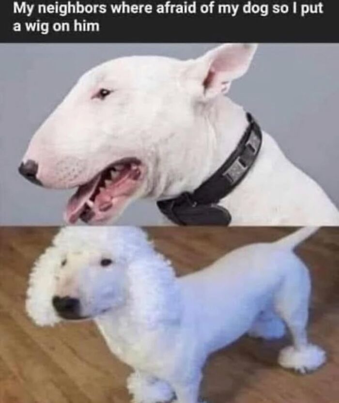 A dog wearing a wig transforms into a poodle look-alike, capturing the chaos of having a dog.