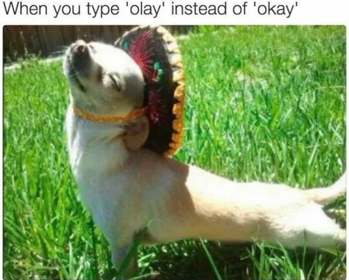 A dog meme wearing a sombrero, lying in the grass with its head tilted back, capturing the cuteness of a dog.