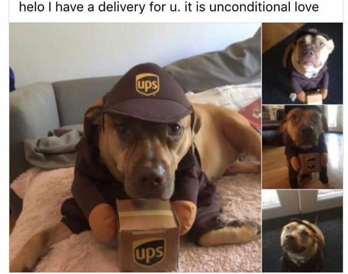 A dog meme dressed in a UPS uniform with a small package, delivering unconditional love and showing the cuteness of a dog.