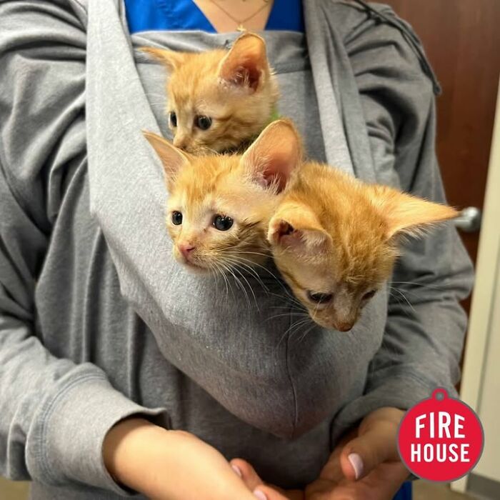 Three small cats having funny reactions, peeking out of a vet clinic employee's gray sweatshirt.