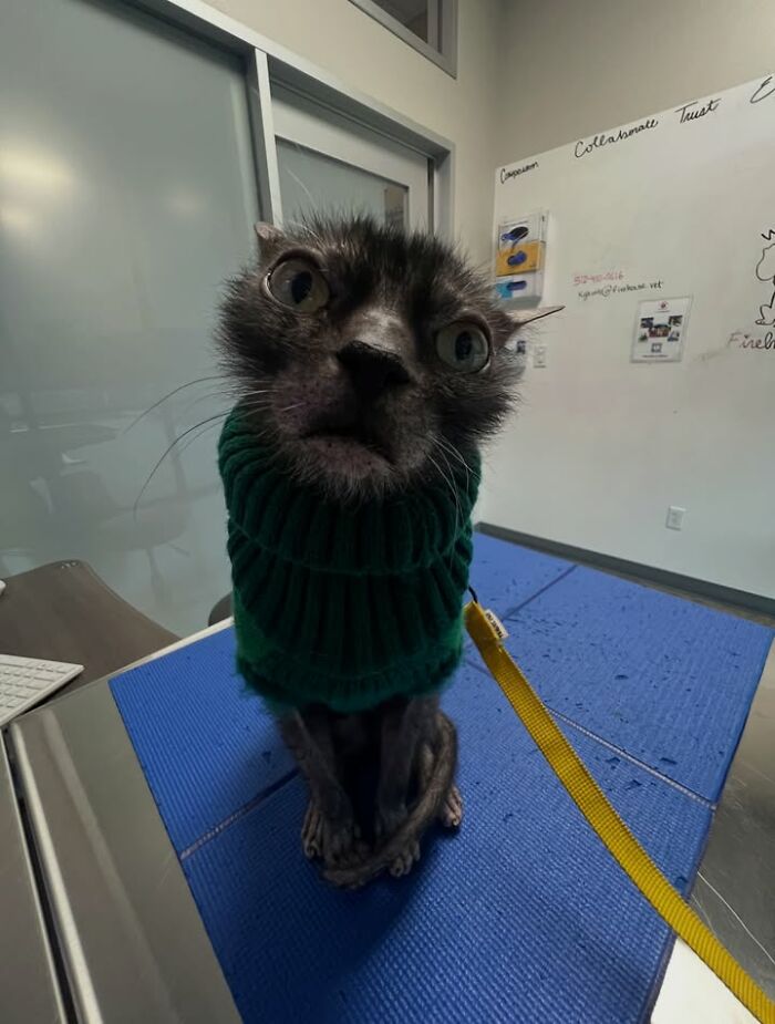 A cat having a funny reaction, wearing a green sweater and looking wide-eyed at the vet clinic.
