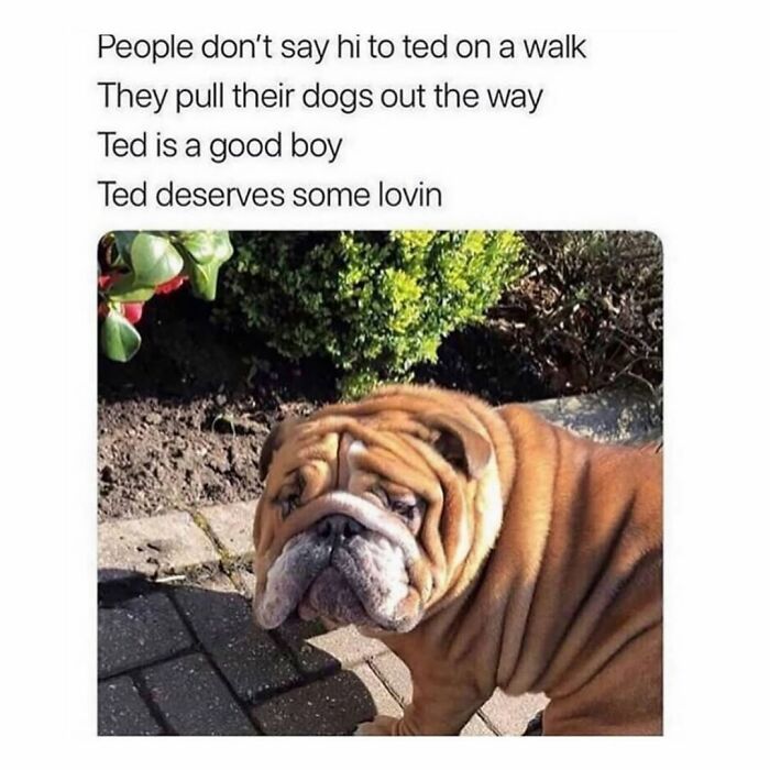 Sad bulldog dog meme with many wrinkles, capturing the chaos and cuteness of having a dog.