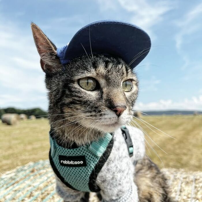 A cat in a blue hat and turquoise harness, sitting on a hay bale, enjoying adventures with its owner.