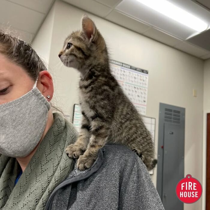 A small striped cat having a funny reaction, perched on the shoulder of a masked person at the vet clinic.