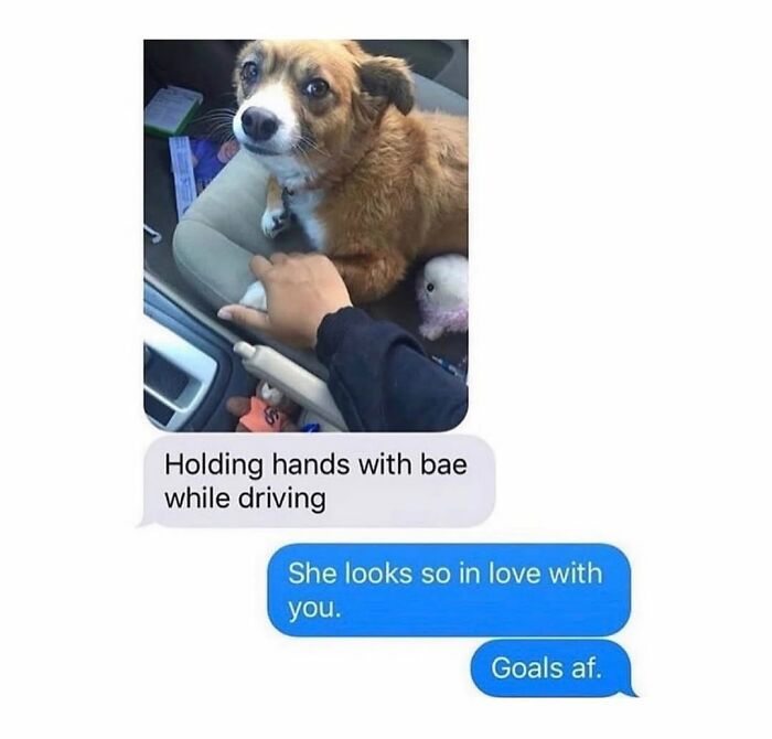 Cute dog in a car, looking lovingly at a hand, a dog meme capturing the cuteness and chaos.