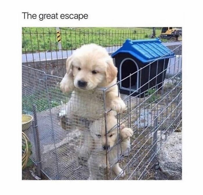 Two golden retriever dog memes showing puppies attempting to climb a fence to escape, portraying chaos of having a dog.