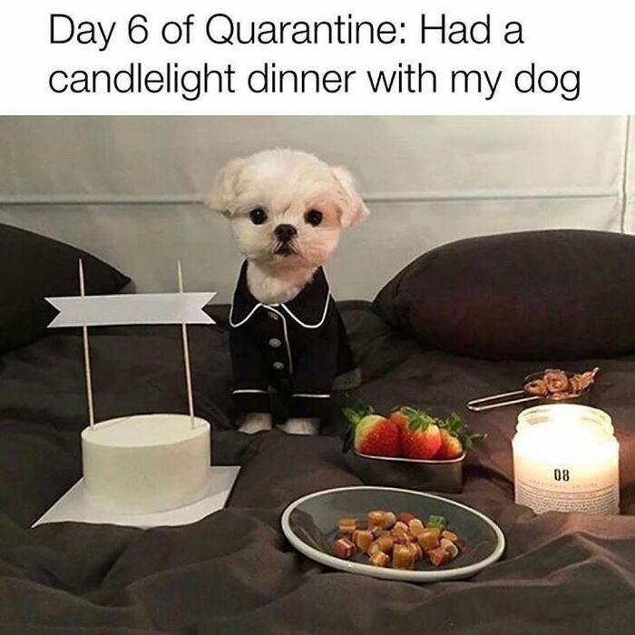 A small white dog meme dressed in pajamas, sitting at a table for a candlelight dinner, showcasing the cuteness of a dog.