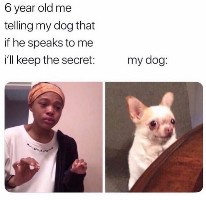A split image dog meme with a crying person on the left and a surprised chihuahua on the right, capturing the chaos of having a dog.