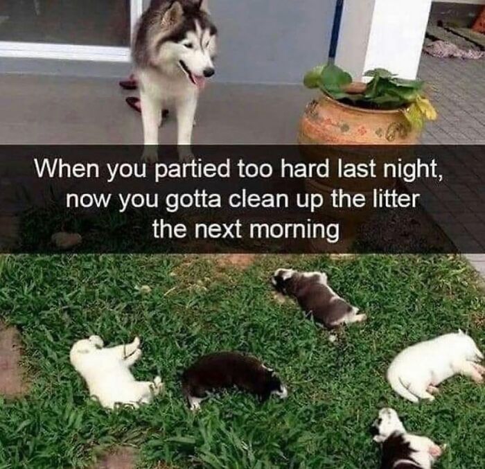 Husky dog meme surveying numerous sleepy puppies after a chaotic night, highlighting dog memes.