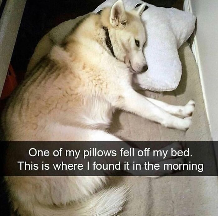 A dog meme showing a husky sleeping on a pillow that fell off the bed, depicting the cuteness and chaos of having a dog.