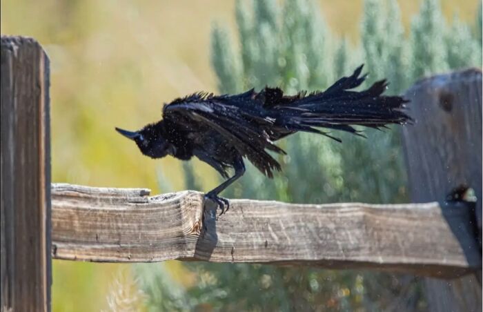 Wildlife photo of black bird with ruffled feathers perched on wooden fence