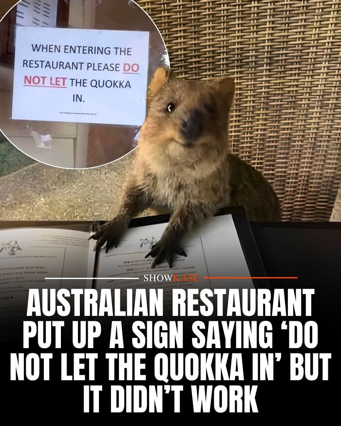 A cute quokka sitting inside a restaurant despite a warning sign, making for wholesome stories.