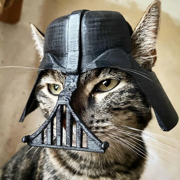A cat wearing a Darth Vader helmet, ready for crazy adventures with its owner.
