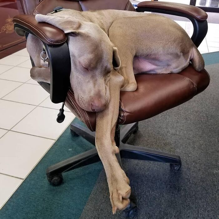 Hilarious photo of a dog sleeping awkwardly in an office chair, like an embarrassing family pic.