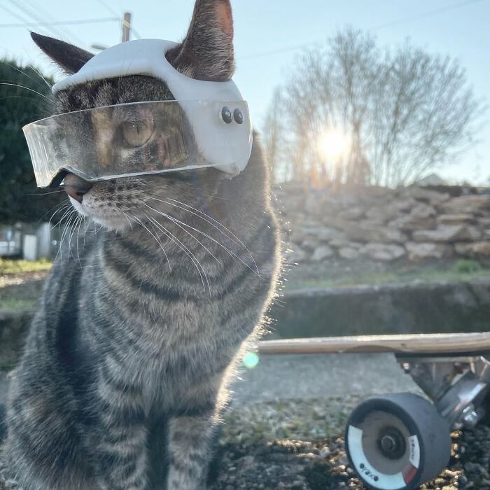Cat everywhere, wearing stylish goggles, posing with a skateboard for crazy adventures outdoors.