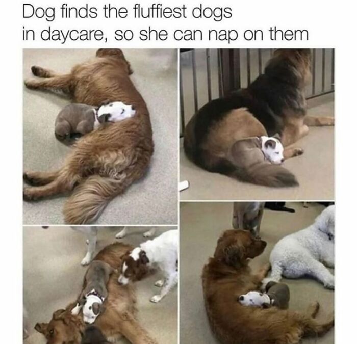 A compilation of dog memes showing a large dog napping with puppies, capturing the cuteness and chaos of having a dog.