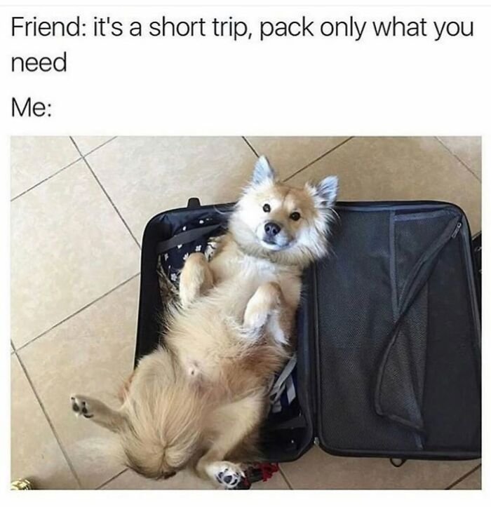 A fluffy dog meme inside an open suitcase, looking up happily, perfectly capturing the cuteness and chaos of having a dog.