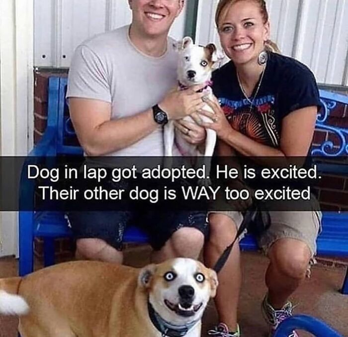 A couple holding an adopted dog, with another dog below making a funny face, showcasing dog cuteness.