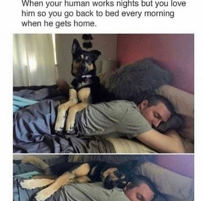 A two-panel image showing a dog resting on a man's back and then snuggling, capturing dog cuteness.