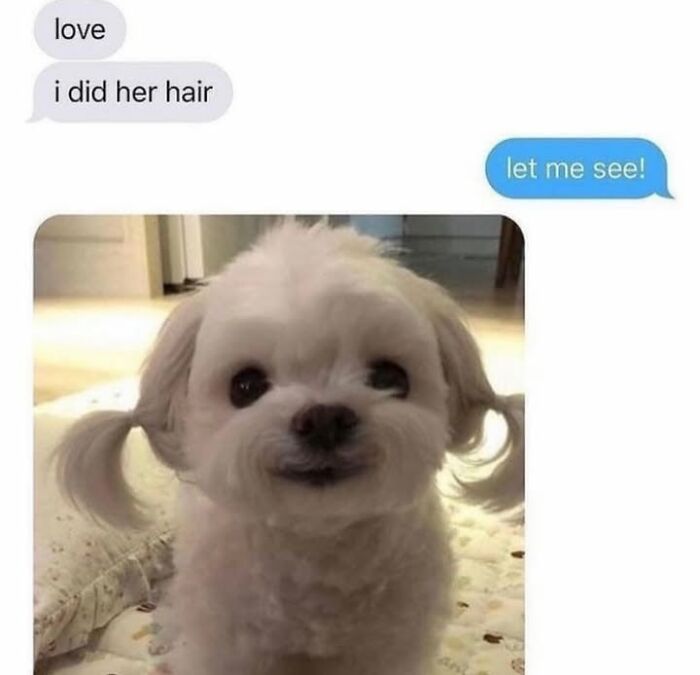 A cute dog meme showing a white fluffy dog with two ponytails, capturing the cuteness of having a dog.