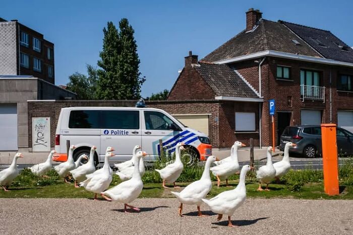 Jeffrey De Keyser's street photography captures a line of geese waddling past a white police van on a sunny day.