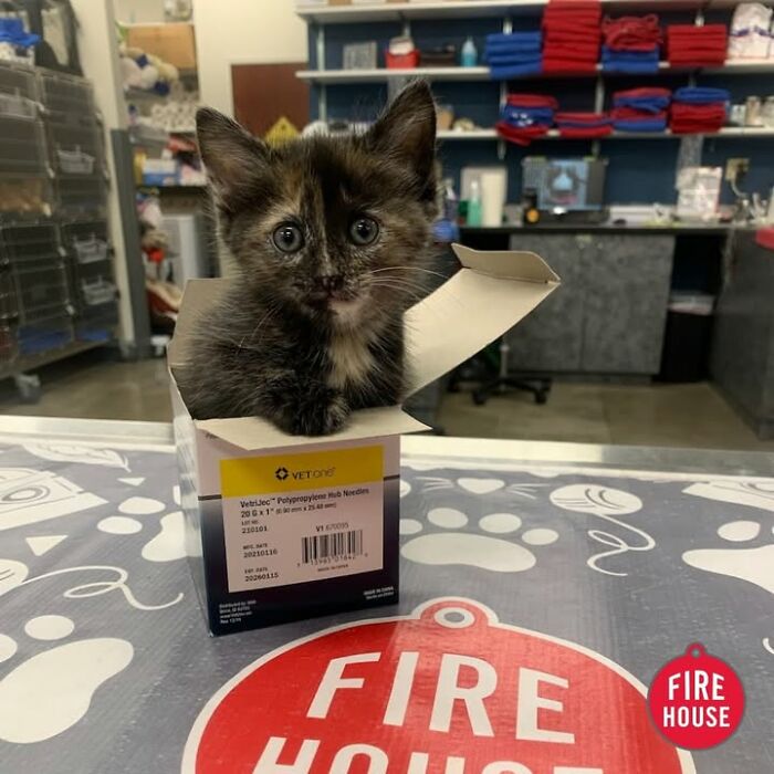A tiny dark-furred cat having a funny reaction, sitting inside a box at the vet clinic.