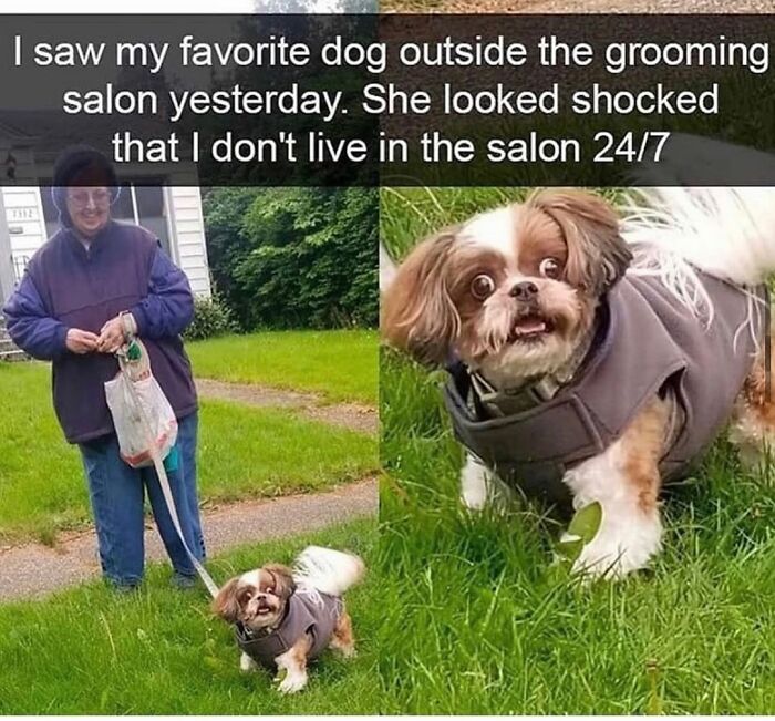 A funny dog meme with a small dog wearing a coat, looking shocked, capturing the chaos and cuteness of having a dog.