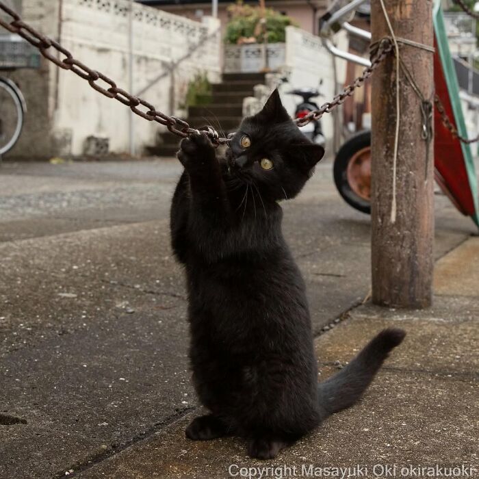 A playful black cat stands on its hind legs, gripping a metal chain in a street photo by Masayuki Oki.