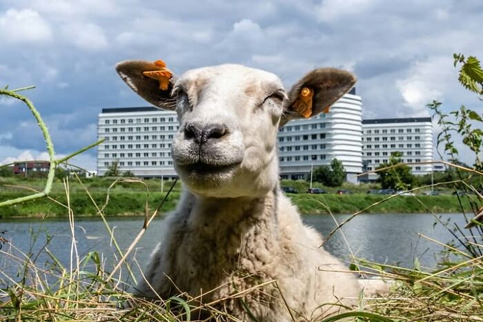 Jeffrey De Keyser's street photography depicts a close-up of a sheep relaxing in grass by a river, with buildings in the background.