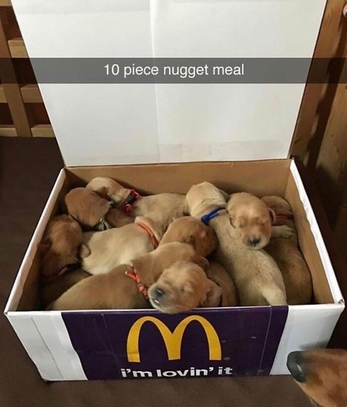 A box full of sleeping puppies, resembling a 10-piece nugget meal, illustrating dog cuteness.