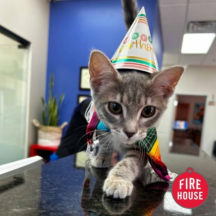 A tabby kitten wears a birthday hat and scarf, showing funny reactions during vet appointments.