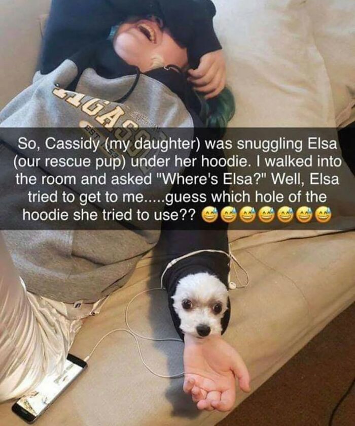 Small dog peeking from a hoodie sleeve, a charming dog meme illustrating the cuteness and chaos of having a dog.