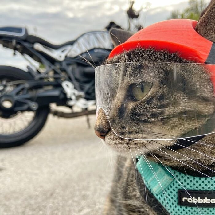 A cute cat wearing a helmet and goggles, ready for crazy adventures on a motorcycle with its owner.