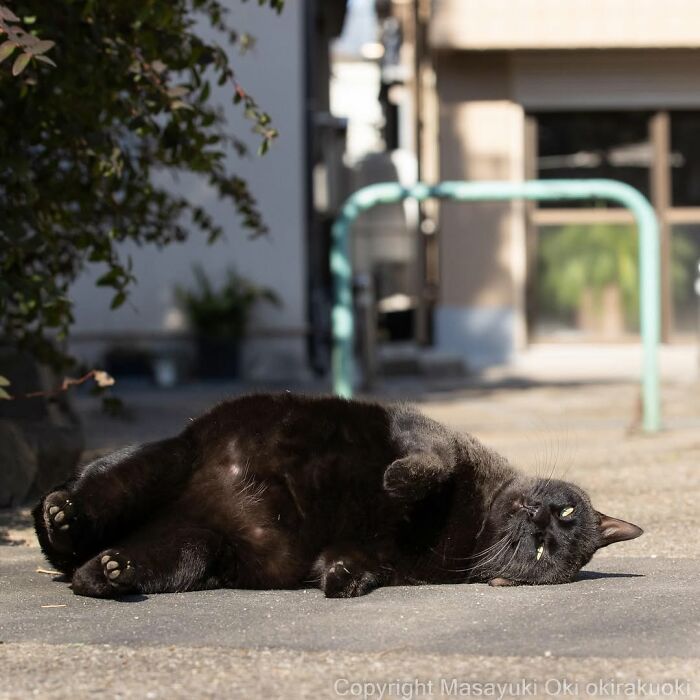 A black cat lies on its back in the sunshine on a paved street, displaying its belly, in a street photo by Masayuki Oki.