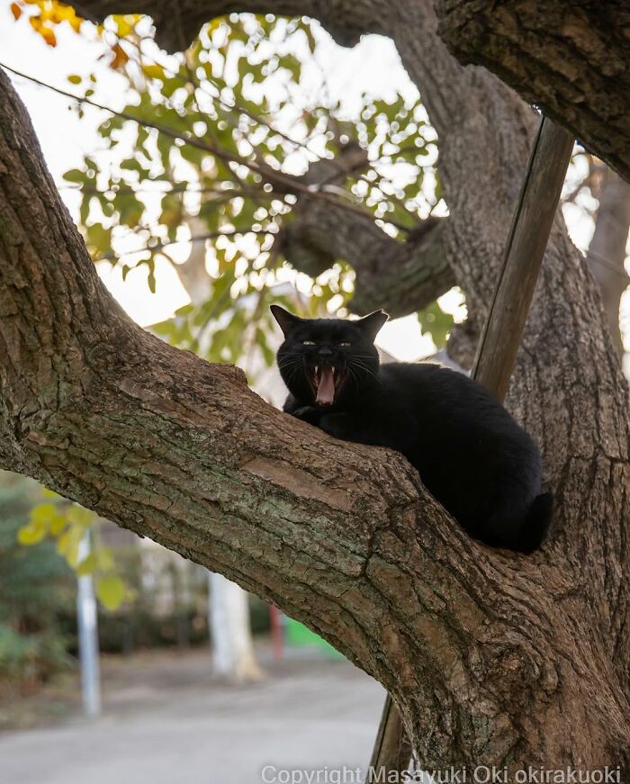 A black cat yawns widely while lounging on a tree branch, captured in a street photo by Masayuki Oki.